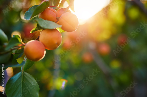 Foto A bunch of ripe apricots on a branch at sunset