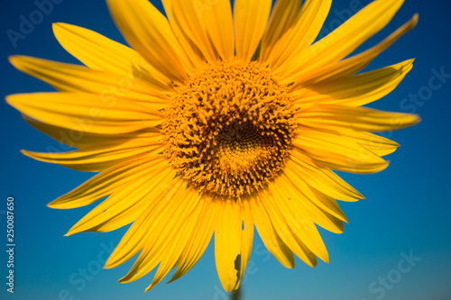 Bright yellow Sunflower in Summertime on blue sky background, copyspace