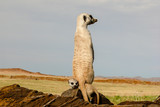 suricate guard on outlook with baby