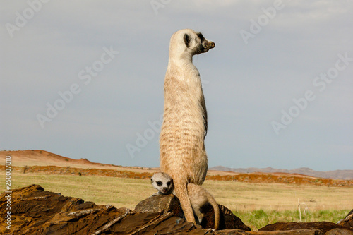 suricate guard on outlook with baby