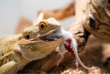 female bearded dragon chewing on a mouse