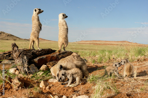 group of suricates with babies close to burrow