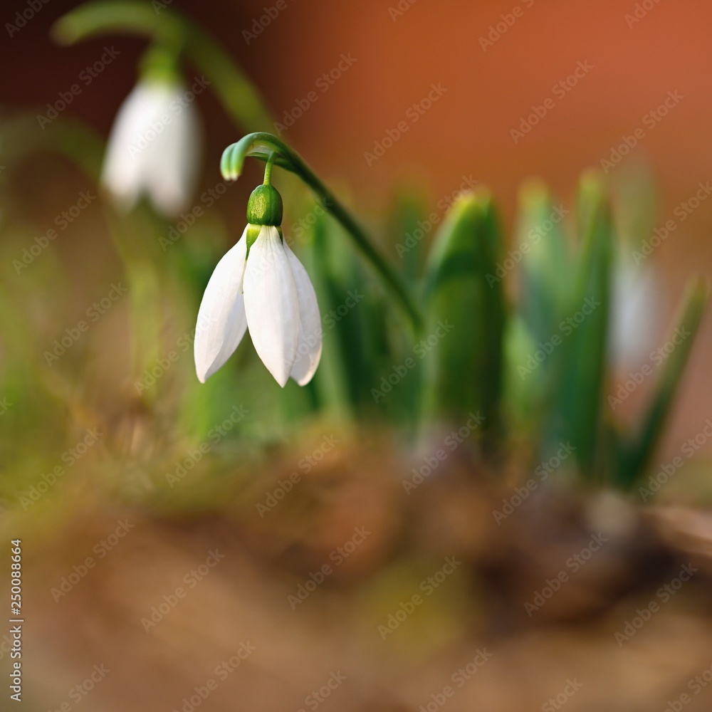Spring - Flowers. Beautiful first spring plants - snowdrops. Spring - Flowers. Beautiful first spring plants - snowdrops.
