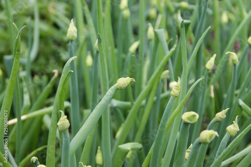 Green onions feathers sway in the wind
