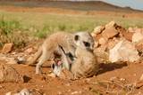 suricate babies playing