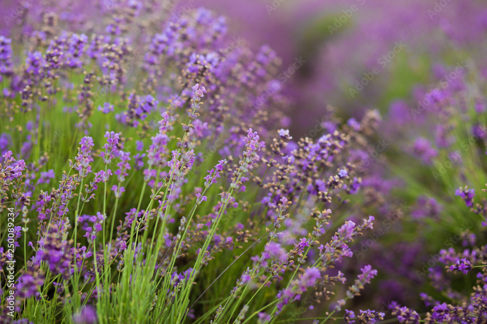 Naklejka premium Zbliżenie: fioletowe kwitnące pole lawendy o zachodzie słońca.