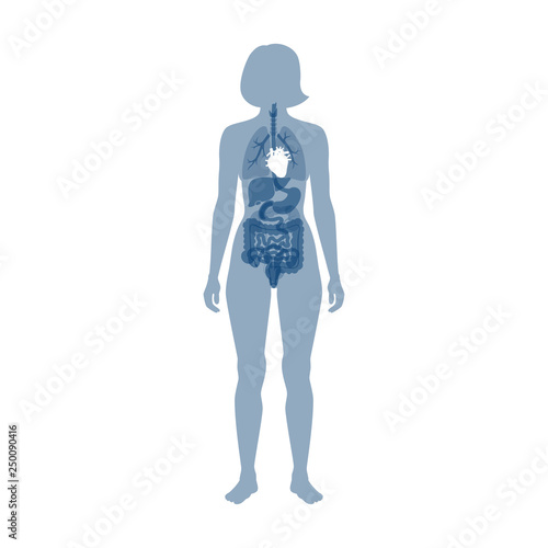 Vector isolated illustration of heart