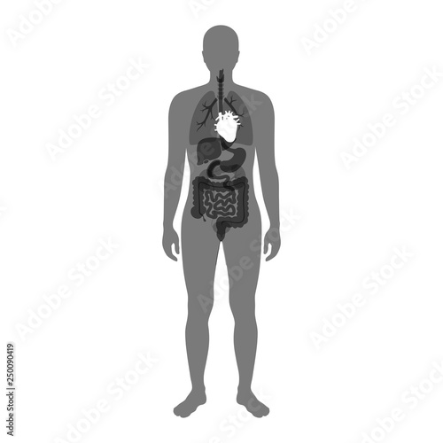 Vector isolated illustration of heart