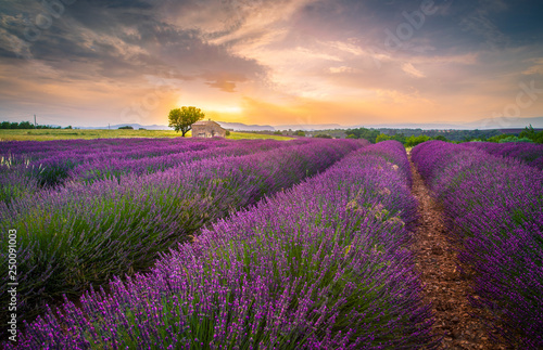 A lonely house surrounded by lavander fields in Provence, France