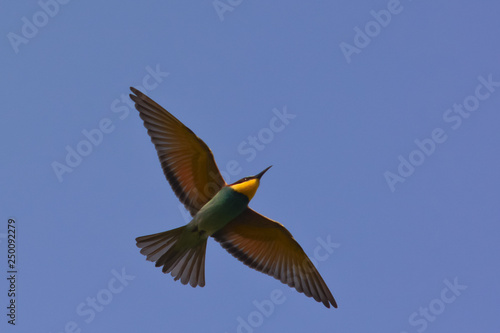 gruccione (Merops apiaster) in volo,silhouette su sfondo cielo