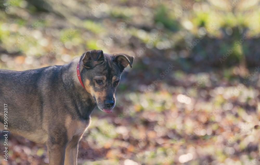 dog in the field dog in the field