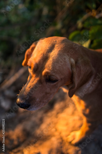 Close-up caramel foxhound dog head in sunset 