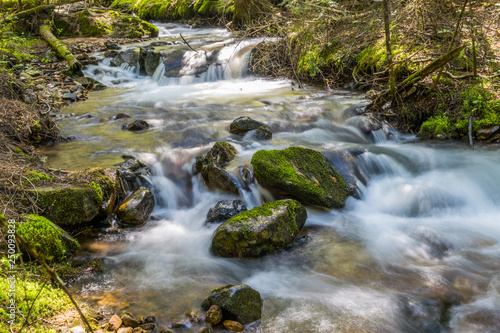 Mountain creek in forest landscape