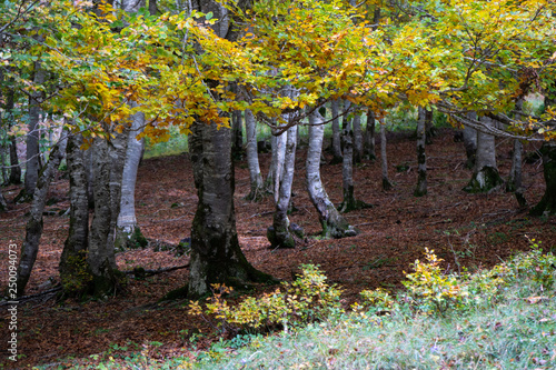 Beautiful fall scene of a forest in the Pyrenees Mountains, Gavarnie, France