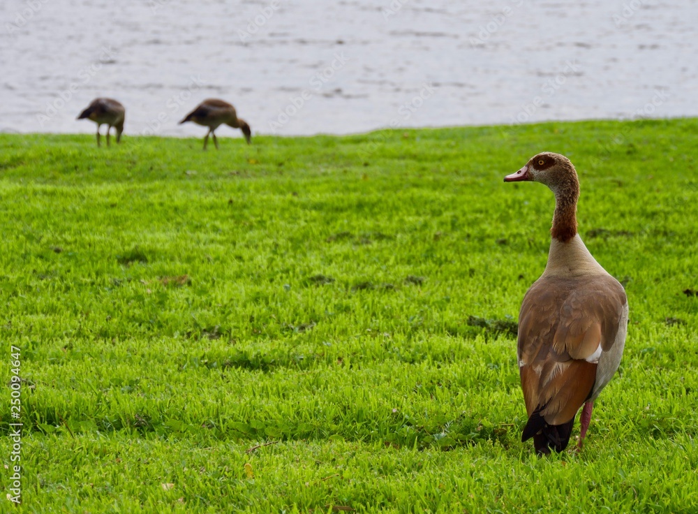 Birds of Israel