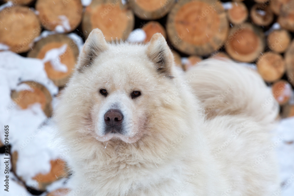 Samoyed dog in winter close up