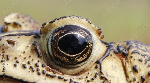 eye of the frog 