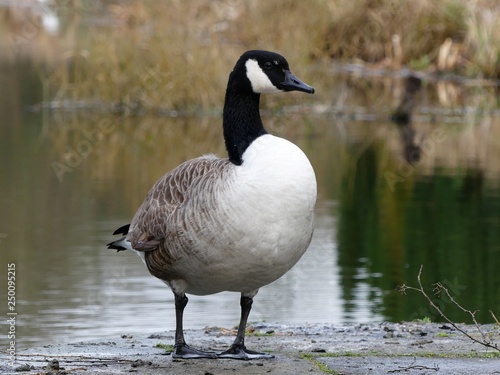 Canada goose by the Grand Union Canal at Rickmansworth, Hertfordshire