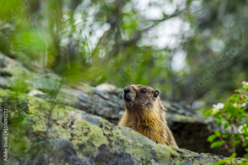 Marmot popping up out of rocks