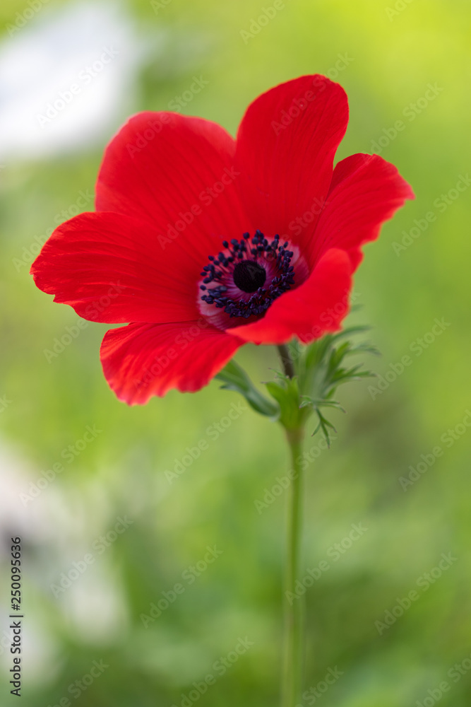 Red Anemone flower and foliage over bright background. Red Anemone flower and foliage over bright background.