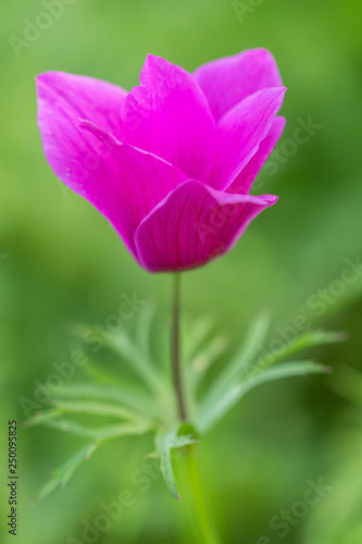 Red Anemone flower and foliage over bright background.
