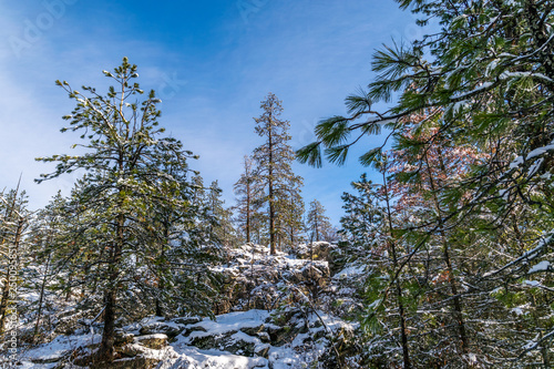 Winter forest landscape