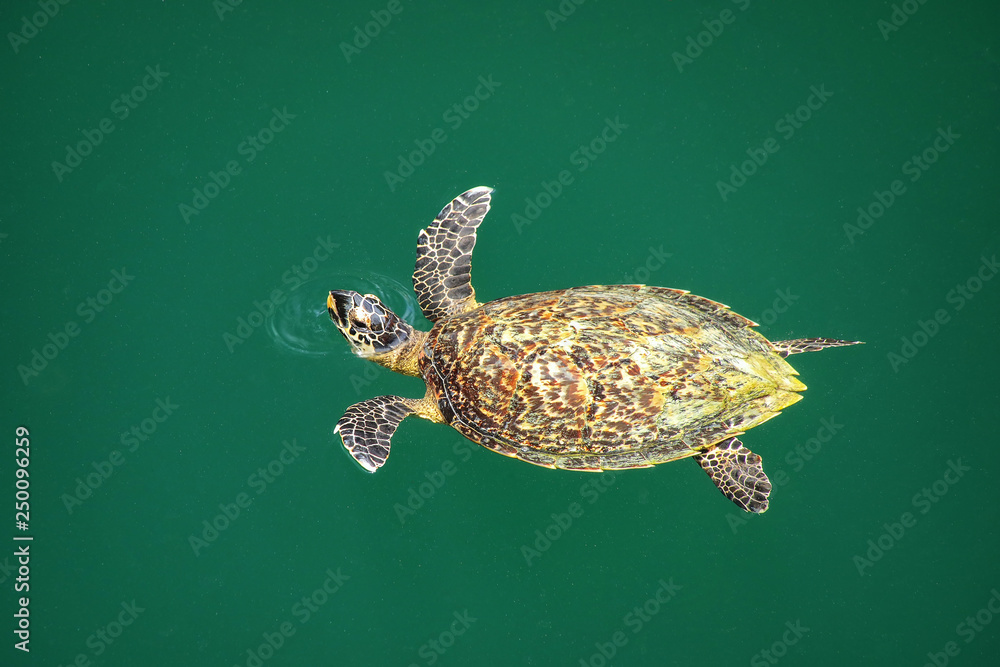 Obraz premium Green sea turtle swimming in Turtles Hole on Ouvea Island, Loyalty Islands, New Caledonia