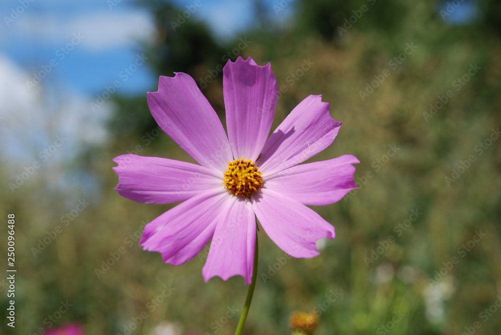 Obraz premium Cosmos bipinnatus