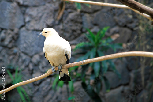 White Pied Imperial Pigeon Bird on Branch against Dark Forest Wall