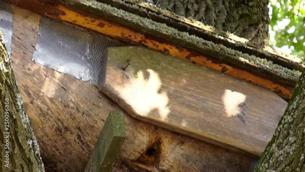 Beekeeping. The old bee hive is ancient. Beehive is fixed on the tree. bee hives from an old wooden trunk Beekeeping. The old bee hive is ancient. Beehive is fixed on the tree. bee hives from an old wooden trunk