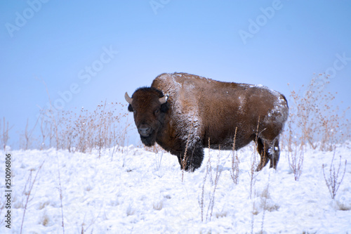 Buffalo / Bison Standing Solo in Snowy Field