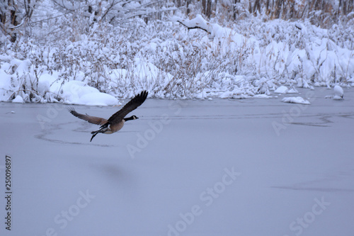 Winter Goose taking Flight across Icy Pond River