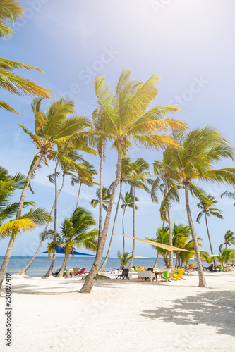 Fototapeta Naklejka Na Ścianę i Meble -  Resort on a white beach and tall palm trees. Beautiful white sandy beach of a luxury resort in Cap Cana, Dominican Republic