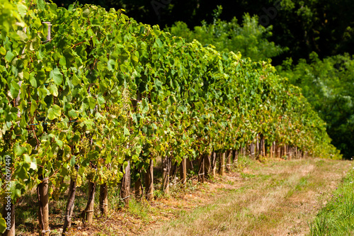 vineyard, Jurancon, France