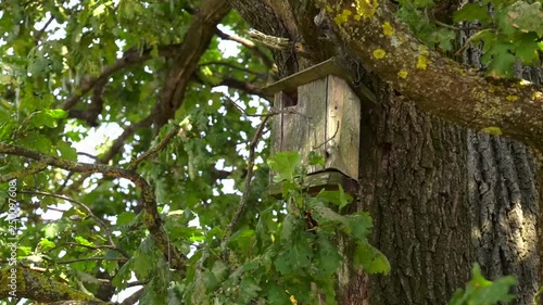 Old wooden nesting box hanging on an oak in the park. wooden starling-house hanging on a tree somewhere in forest 