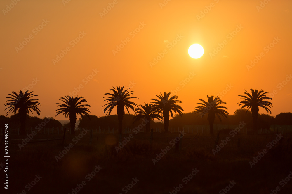 Palms at sunset, Playa Zahora, Andalucía, Spain