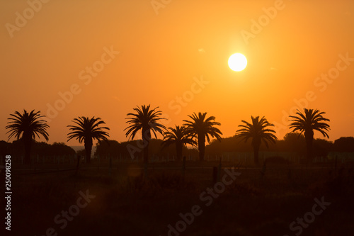 Palms at sunset, Playa Zahora, Andalucía, Spain © pikselstock