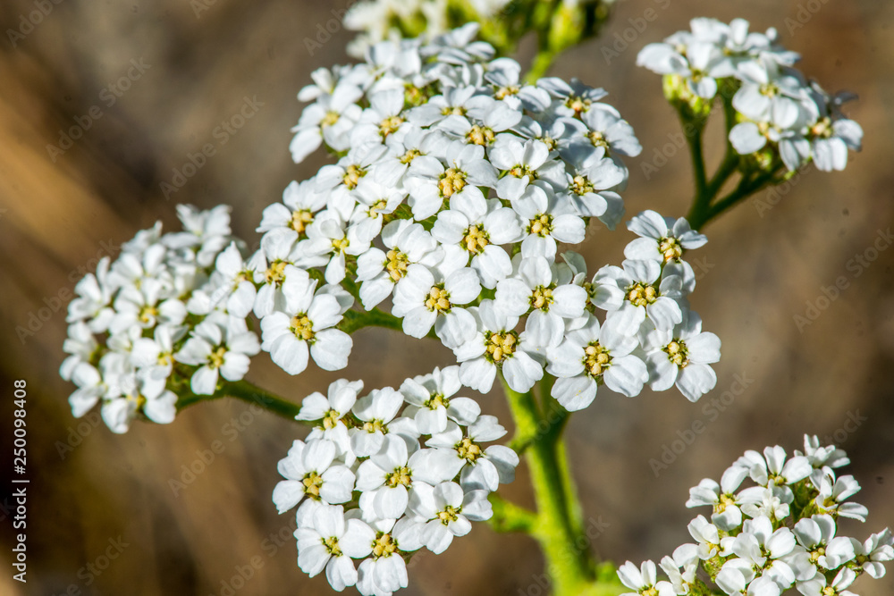 Yarrow wildflowers in forest Yarrow wildflowers in forest
