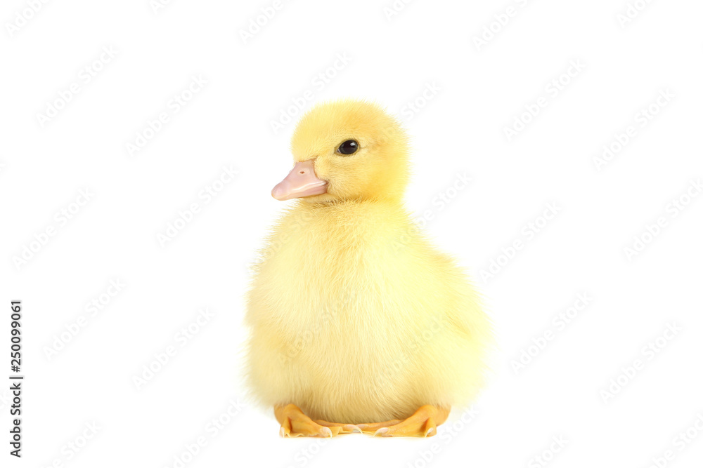 Little yellow duckling on white background Little yellow duckling on white background