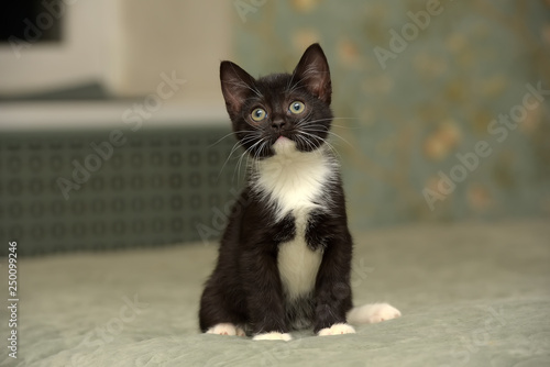 black with white little kitty