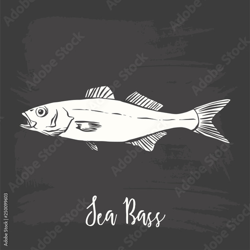 Hand Drawn Illustration of a Sea Bass, Dicentrarchus labrax, on blackboard