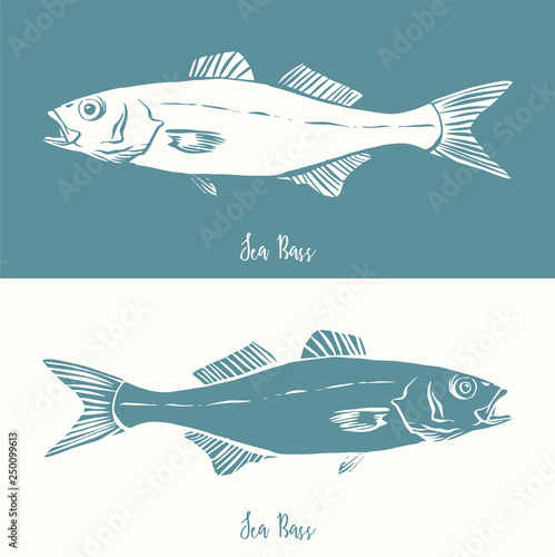 Hand Drawn Illustration of a Sea Bass, Dicentrarchus labrax, positive and negative