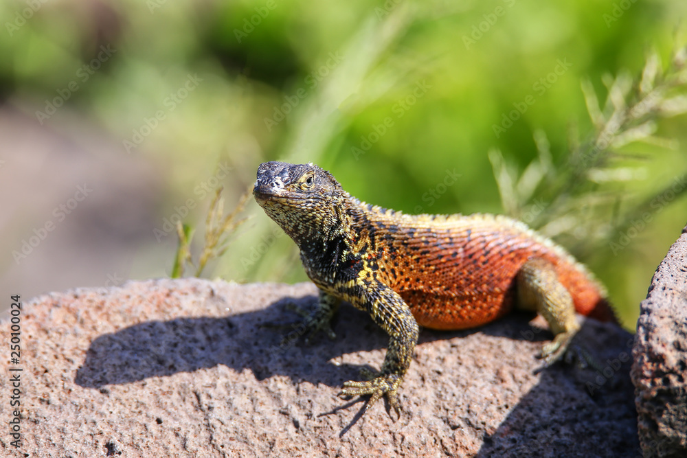 Male Hood lava lizard on Espanola Island, Galapagos National park, Ecuador Male Hood lava lizard on Espanola Island, Galapagos National park, Ecuador