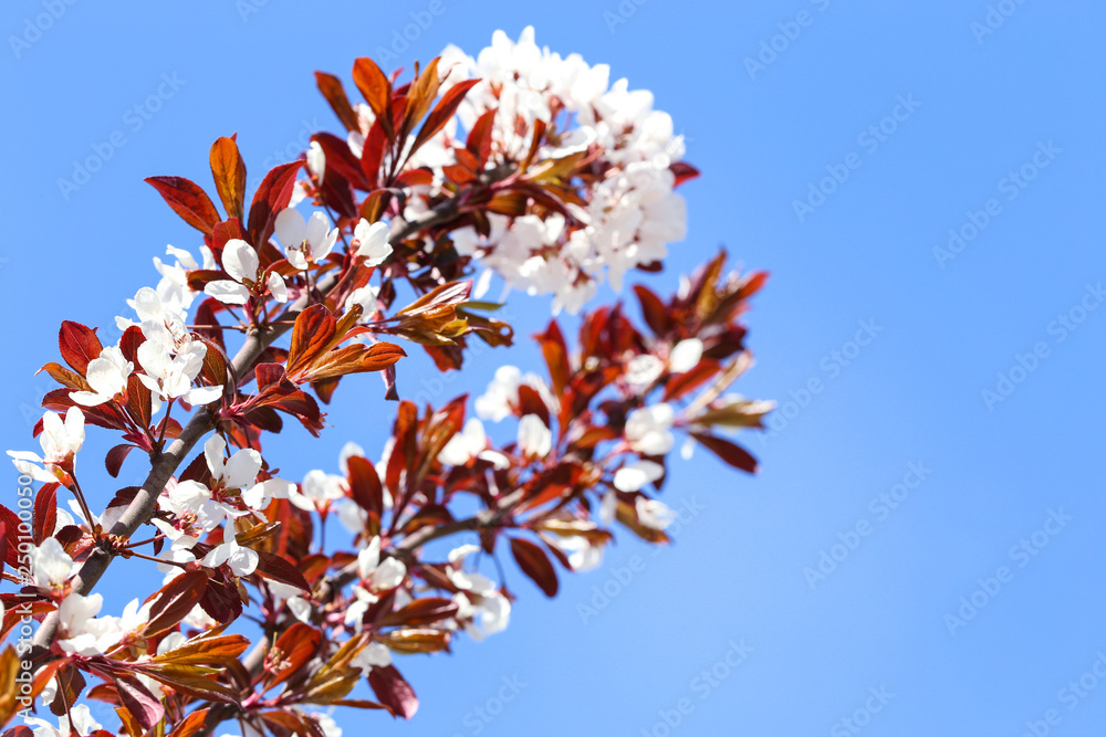 Beautiful blooming flowers on tree branch