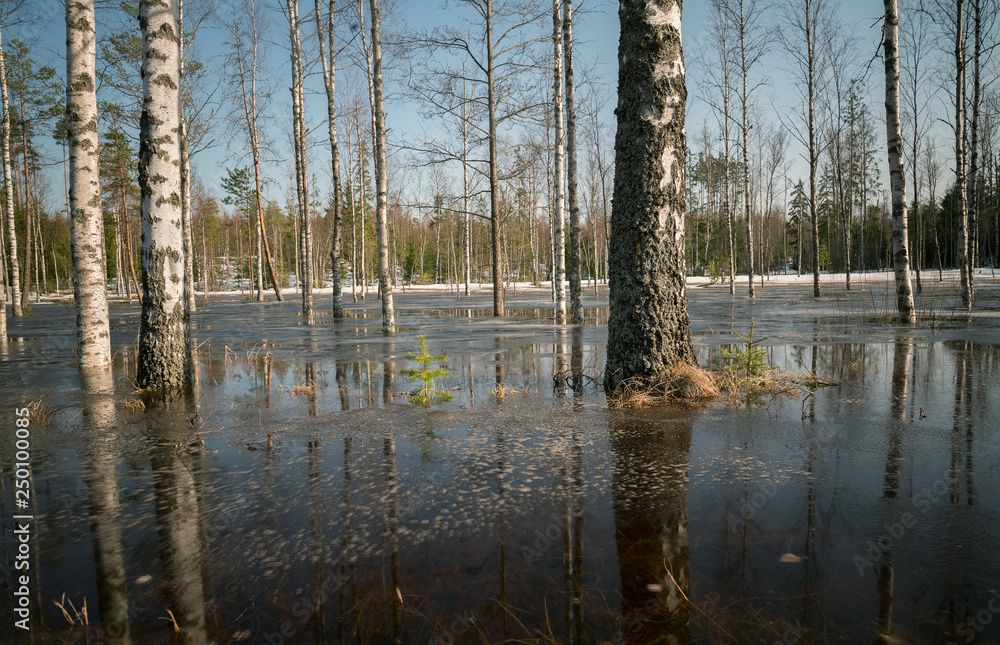 Spring flood in early spring with birch trees Spring flood in early spring with birch trees