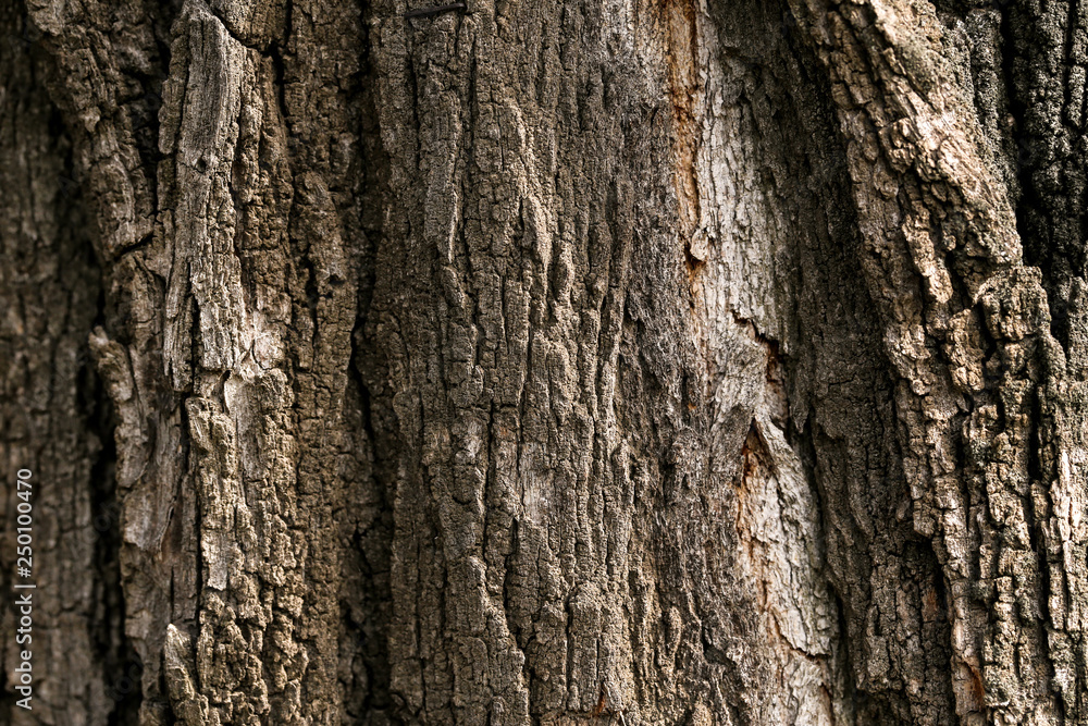 Background of tree bark texture Background of tree bark texture