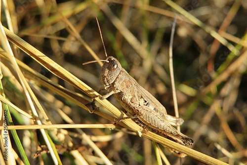 Photo Briwn grasshopper on the grass in autumn garden, closeup