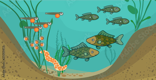 Pond ecosystem and life cycle of fish. Sequence of stages of development of fish from egg (roe) to adult animal