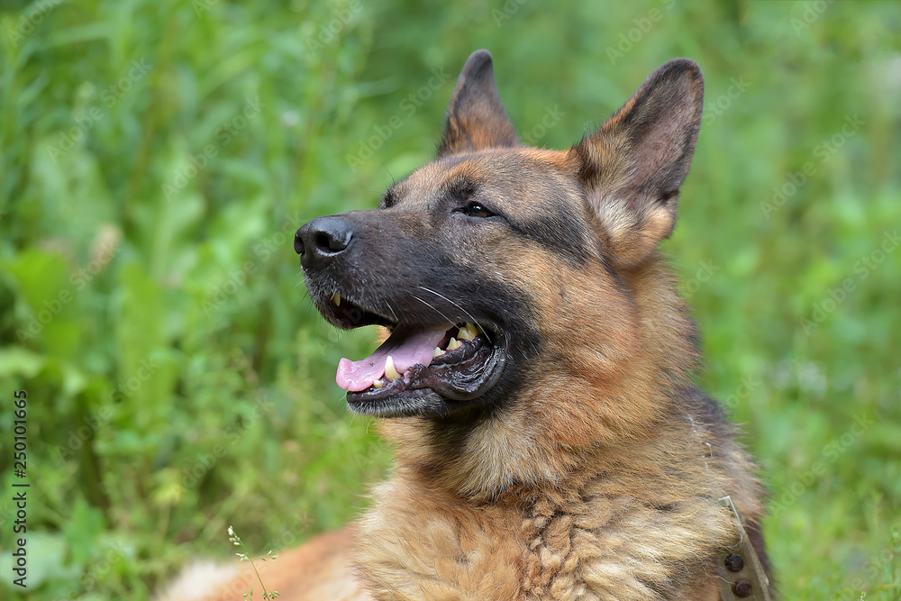 Portrait of german shepherd dog Portrait of german shepherd dog