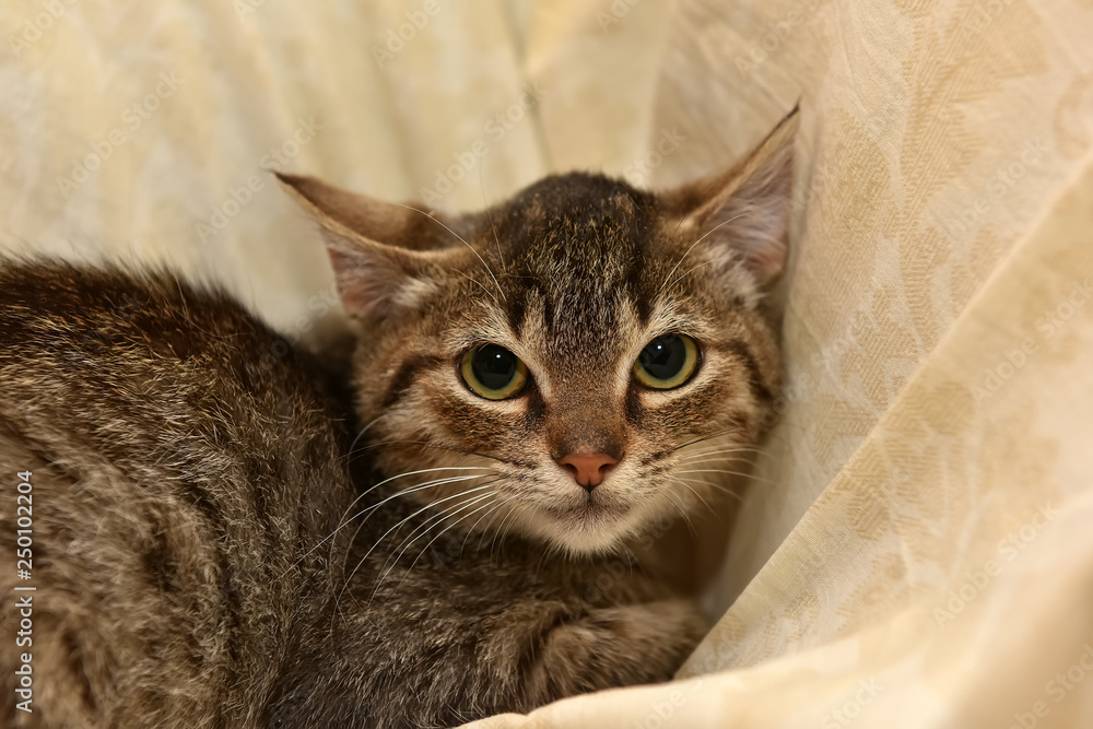 Naklejka premium frightened tabby kitten